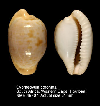 Cypraeovula coronata.jpg - Cypraeovula coronata(Schilder,1930)